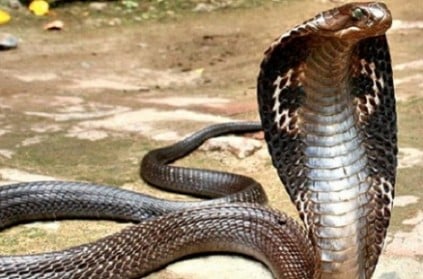 Actress dies after bit by snake during performance