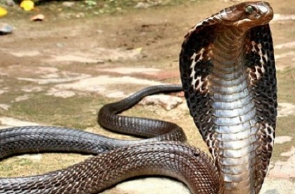 Actress dies after bit by snake during performance in West Bengal