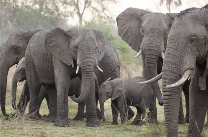 2 Children Killed As Elephants Destroy Mud House