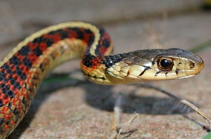 Maharashtra - Snake found in food to be given to school children