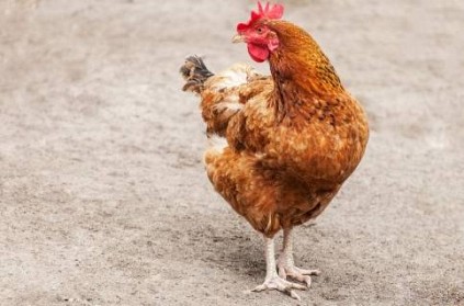 MP - Police arrest chicken for attacking girl