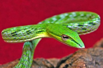 Snake on train creates panic among passengers