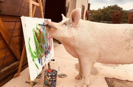Painting Pig Became World First Non Human Artist