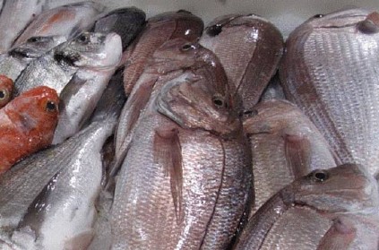 Chennai: Formalin found in fish?