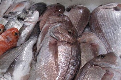 Chennai: Formalin found in fish?.