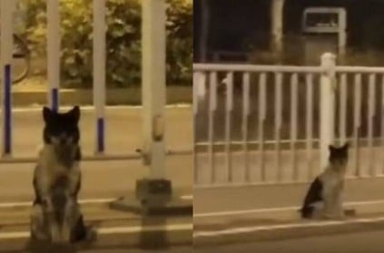 Dog in China waits for 80 days on road where its owner died