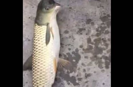 Fish with the head of a bird caught in China, video goes viral
