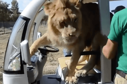 lion jumps into safari vehicle full of tourists