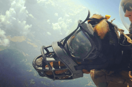 Meet duke the dog who loves to skydive