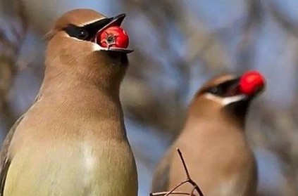 Birds get drunk and cause trouble in town