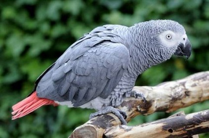 UK - Parrot uses Alexa to buy food items online